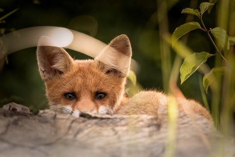 Kinderwildnisfreizeit-Pfingsten