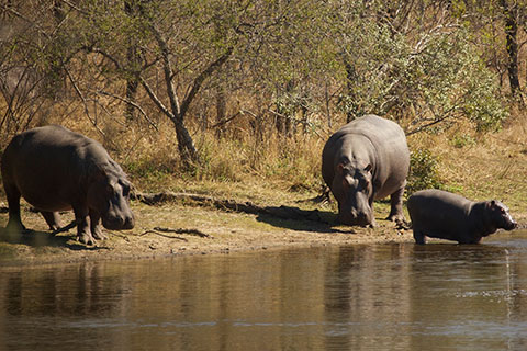 Südafrika Reisen zur Wildnis und Ubuntu der Zulus Flusspferd Südafrika Reisen zur Wildnis und Ubuntu der Zulus Flusspferd