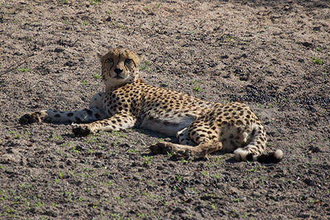 Südafrika Reisen zur Wildnis und Ubuntu der Zulus Gepard Südafrika Reisen zur Wildnis und Ubuntu der Zulus Gepard