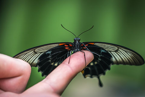 Frauen Visionssuche und Vision Quest Schmetterling Frauen Visionssuche und Vision Quest Schmetterling