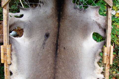 Wildnispädagogik Aufbaukurs - Leder gerben Wildnispädagogik Aufbaukurs - Leder gerben