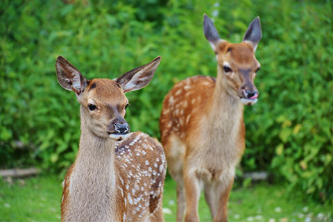Wildnispädagogik Aufbaukurs - Rehe in der Natur Wildnispädagogik Aufbaukurs - Rehe in der Natur