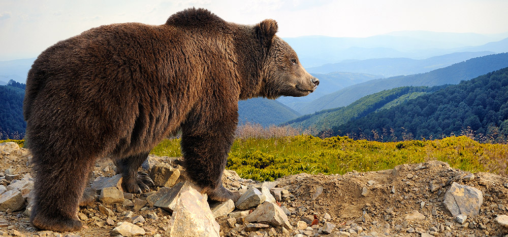 Wildnispädagogik Aufbaukurs