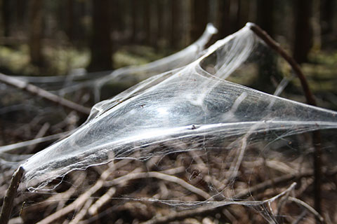 Wildnispädagogik für Grundschulen ökologischer Bedeutung von Spinnen