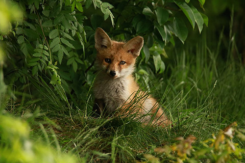 Wildnisreise nach Rumänien - Fuchs Wildnisreise nach Rumänien - Fuchs