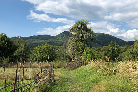 Wildnisreise nach Rumänien - Eule Wildnisreise nach Rumänien - Eule
