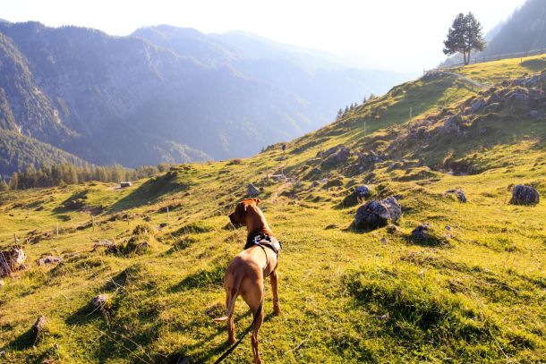 Hund und Umwelt Kurs - Jetzt anmelden