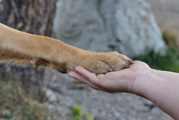 Tiergestützte Erlebnispädagogik Ausbildung - Jetzt anmelden