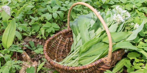 Kräuterbrot mit Bärlauch - Kräuterrezept Blog