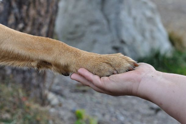Tiergestützte Erlebnispädagogik Ausbildung - Jetzt anmelden
