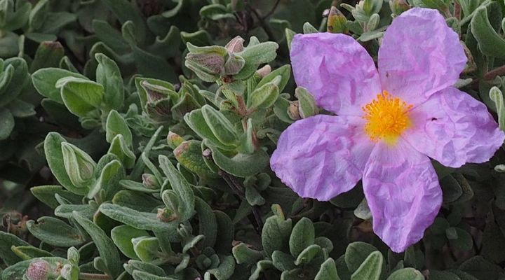 Corona-Virus: die Zistrose (Cistus incanus) könnte helfen