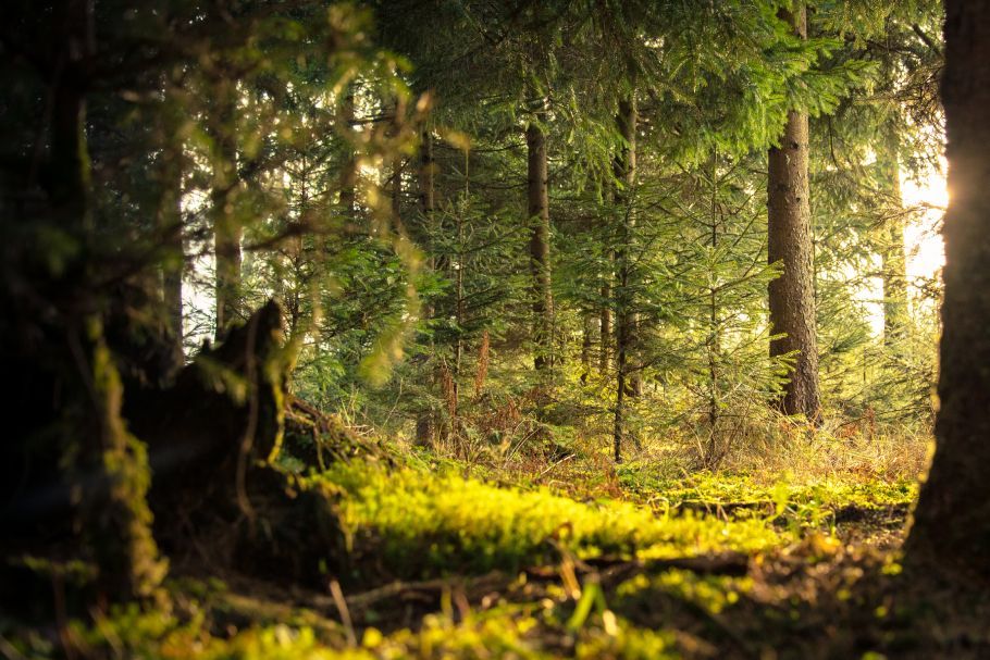 Wir-Kinder der Erde - Wildnisschule Bayern - Über uns
