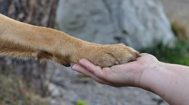 Tiergestützte Erlebnispädagogik Ausbildung - Jetzt anmelden