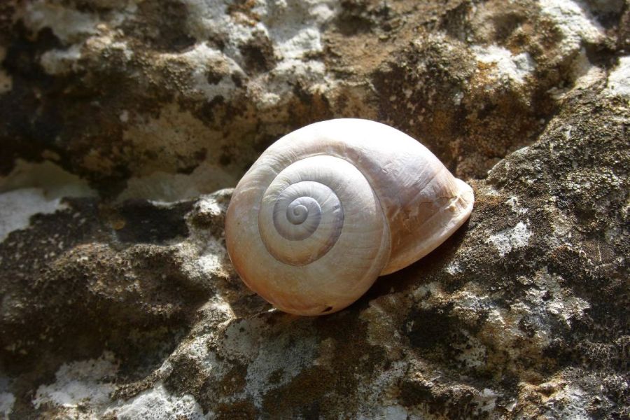 Leben und Arbeiten im Medizinrad Ausbildung -Schnecke