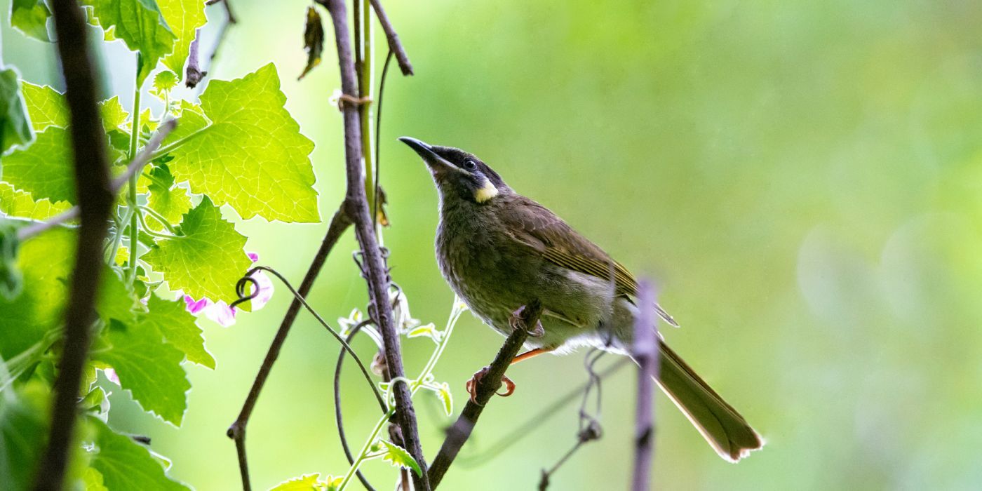 Vogel-Poesie – übersetzt vom Voice-Recorder