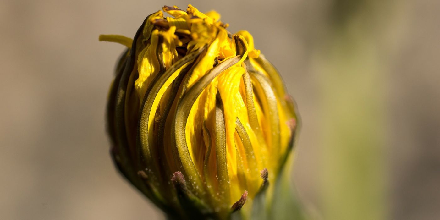Löwenzahn Kapern - Kräuterrezept