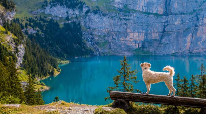 Bindungsfördernder Hundewanderung Kurs - Jetzt anmelden