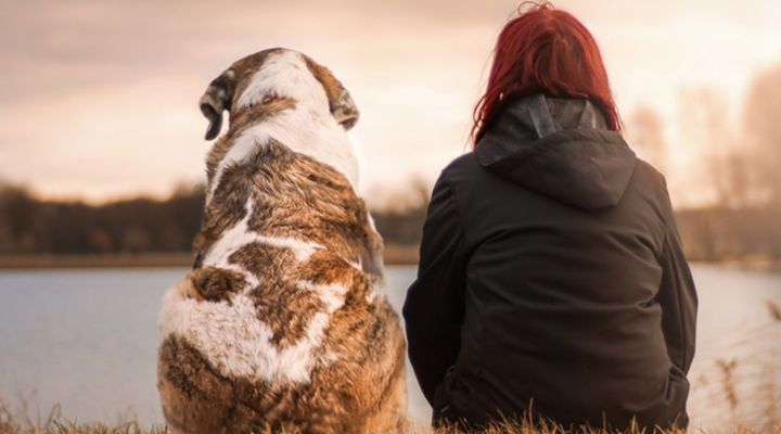 Bindungsfördernder Hundewanderung Kurs - Jetzt anmelden
