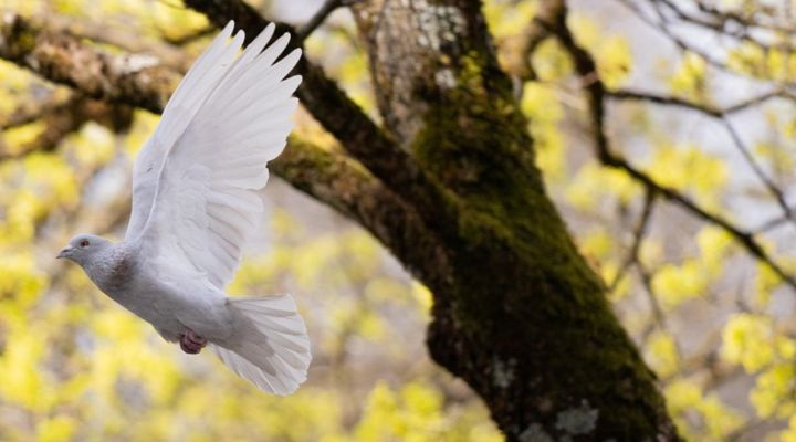 Great Law of Peace Das Gesetz des Friedens