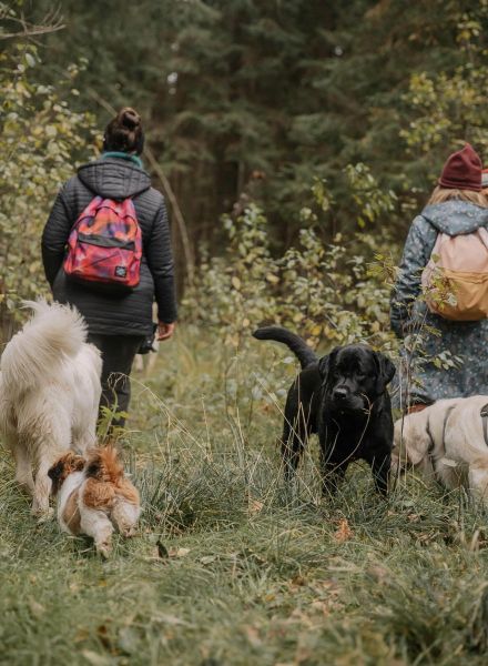 Abenteuer Hund-Mensch-Beziehung Kurs - Zur Anmeldung