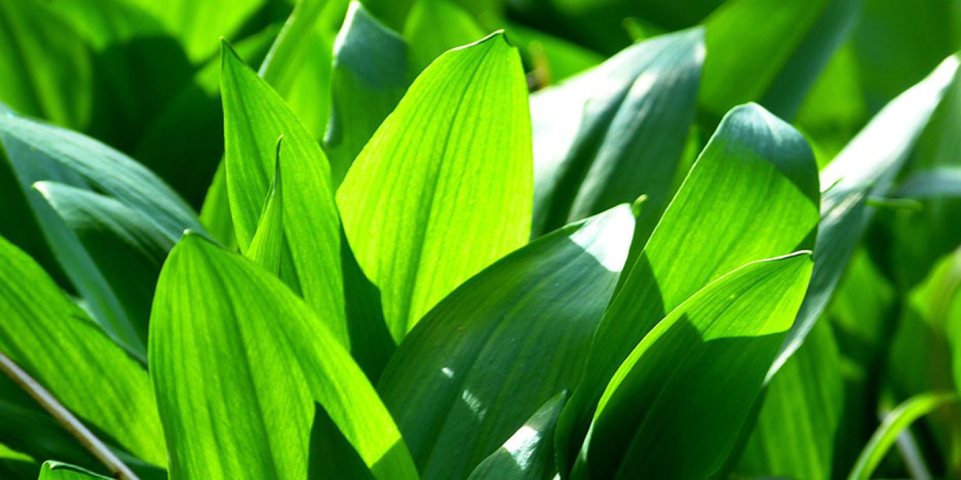 Bärlauch Suppe - Kräuterrezept