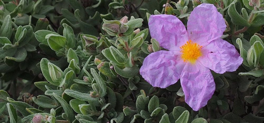 Corona-Virus: die Zistrose (Cistus incanus) könnte helfen