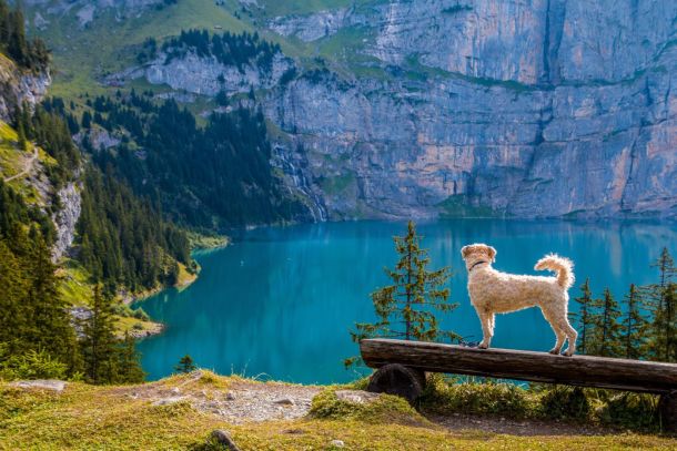 Kooperativer Hundetraining Kurs - Wildnisschule Bayern - Jetzt anmelden