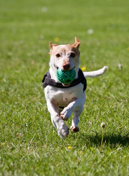 Bindungsfördernder Hundewanderung Kurs - Training mit Hund