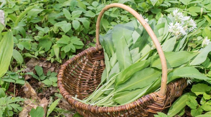 Kräuterbrot mit Bärlauch - Kräuterrezept Blog