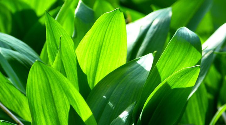 Bärlauch Suppe - Kräuterrezept