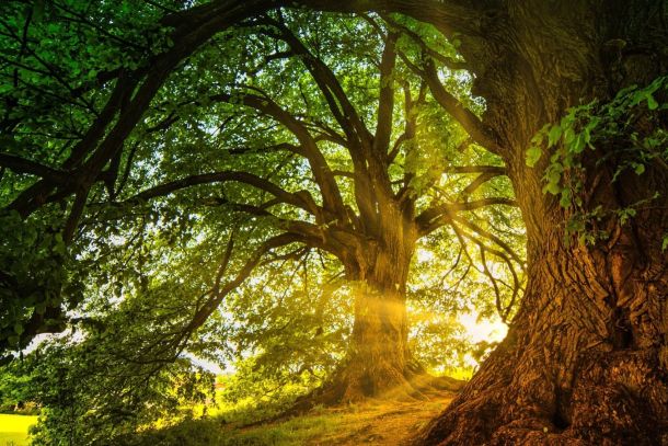 Seelenreise mit Gayle Grosmaz - Wildnisschule Bayern