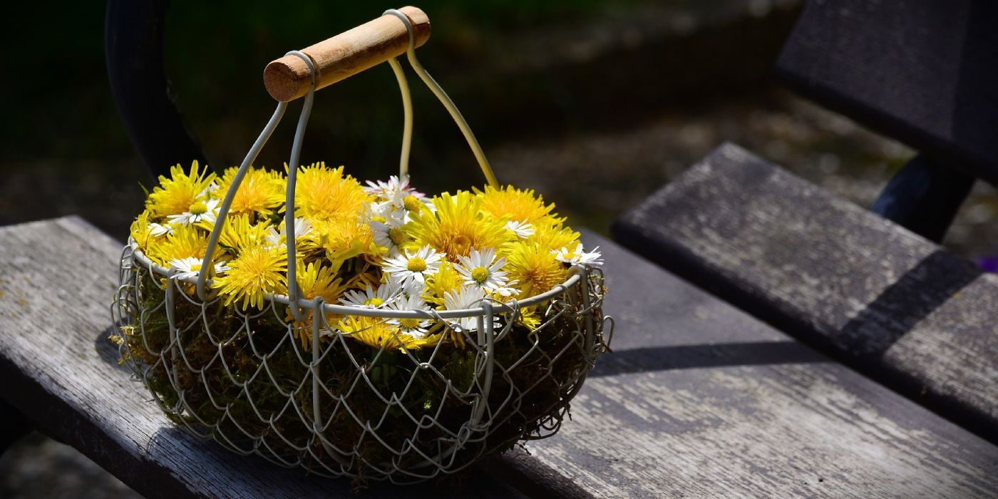 Löwenzahn Salat - Kräuterrezept