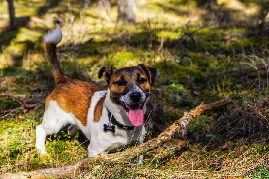 Bindungsfördernder Hundewanderung Kurs - Wald