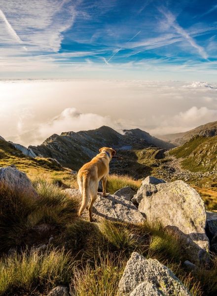 Bindungsfördernder Hundewanderung Kurs - Zur Anmeldung