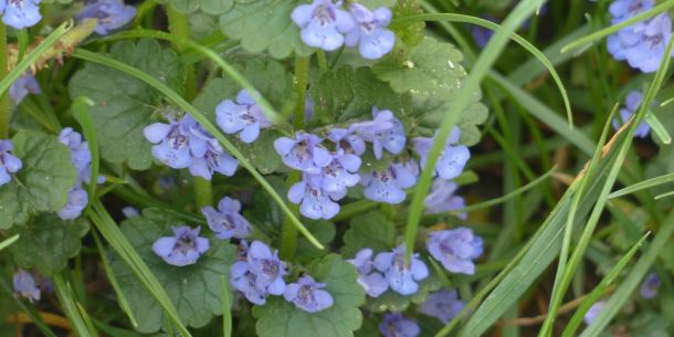 Schokolierte Gundermannblätter - Kräuterrezept