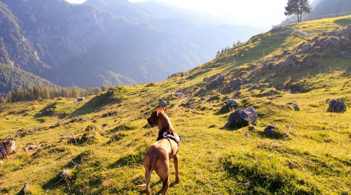 Hund und Umwelt Kurs - Jetzt anmelden