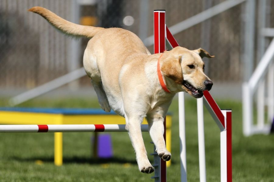 Bindungsfördernder Hundewanderung Kurs - Sport und Training