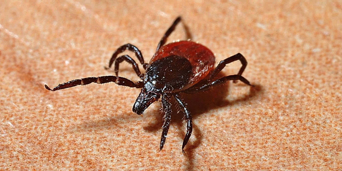 Das Leben der Zecken und deren Gefahren