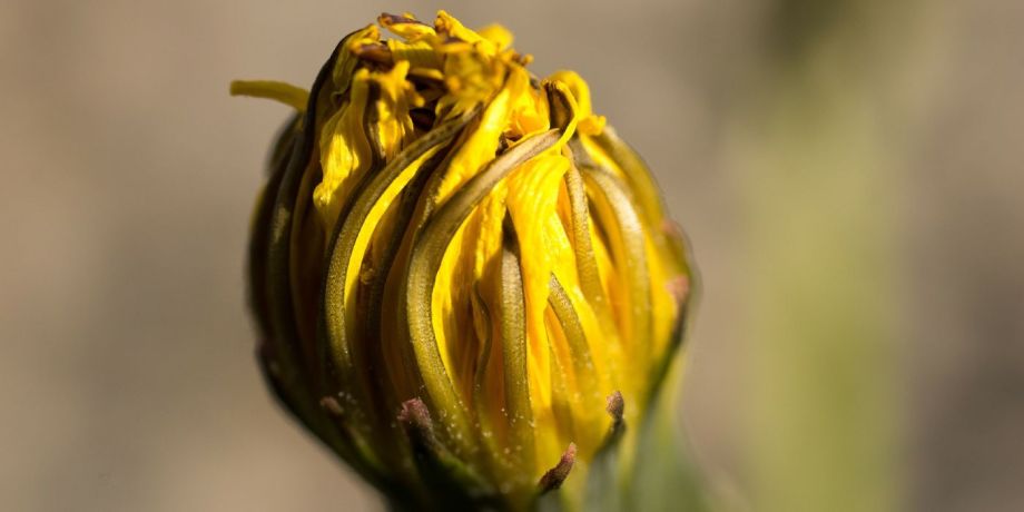 Löwenzahn Kapern - Kräuterrezept