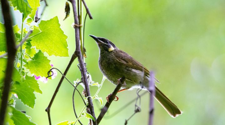 Vogel-Poesie – übersetzt vom Voice-Recorder