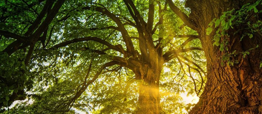 Seelenreise mit Gayle Grosmaz - Wildnisschule Bayern