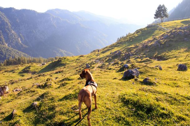 Hund und Umwelt Kurs - Jetzt anmelden