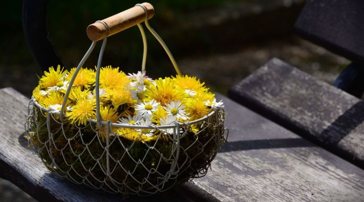 Löwenzahn Salat - Kräuterrezept