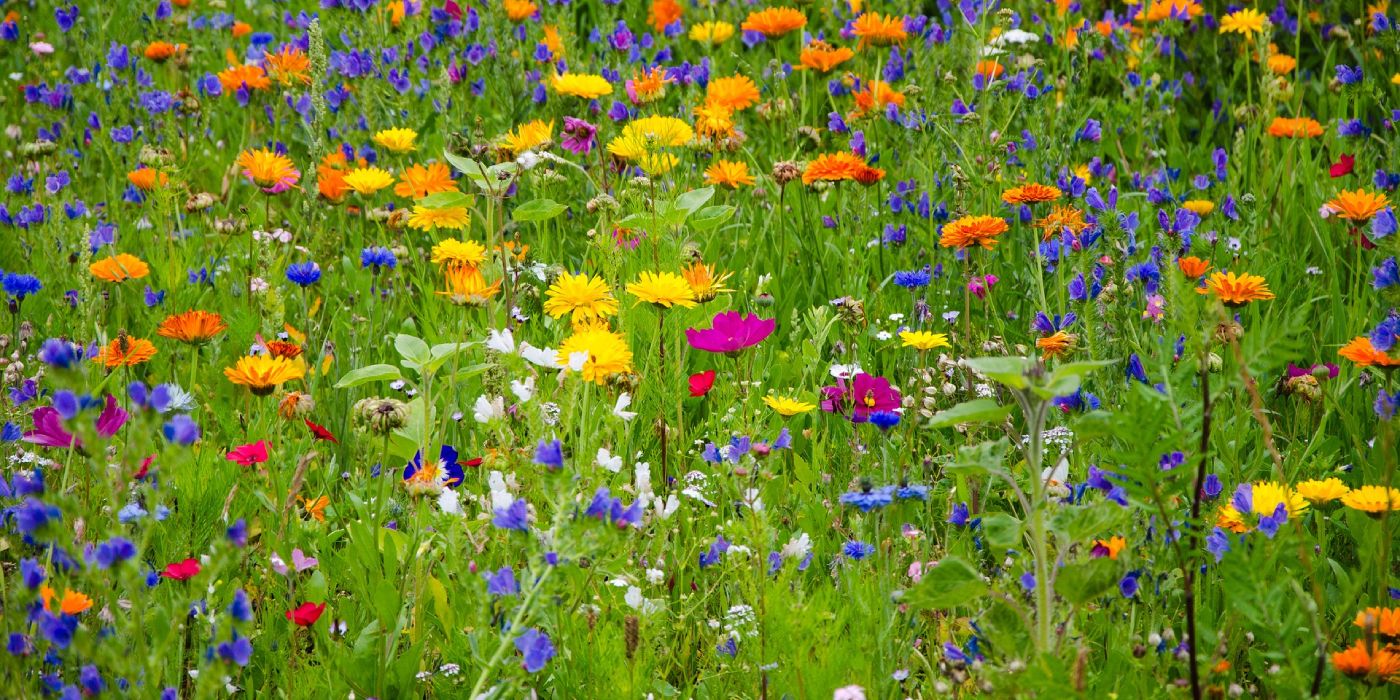Blütenlimonade - Kräuterrezept - WIR-Kinder der Erde - Wildnisschule Bayern