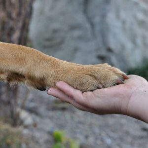 Tiergestützte Erlebnispädagogik Ausbildung - Jetzt anmelden