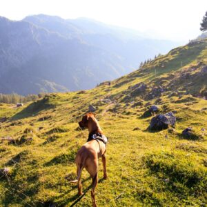Hund und Umwelt Kurs - Jetzt anmelden