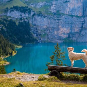 Kooperativer Hundetraining Kurs - Wildnisschule Bayern - Jetzt anmelden