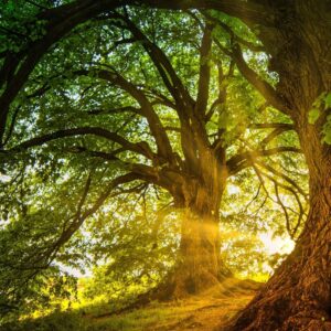 Seelenreise mit Gayle Grosmaz - Wildnisschule Bayern