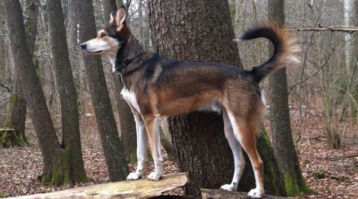 Tiergestützte Erlebnispädagogik im Fernkurs – geht das?