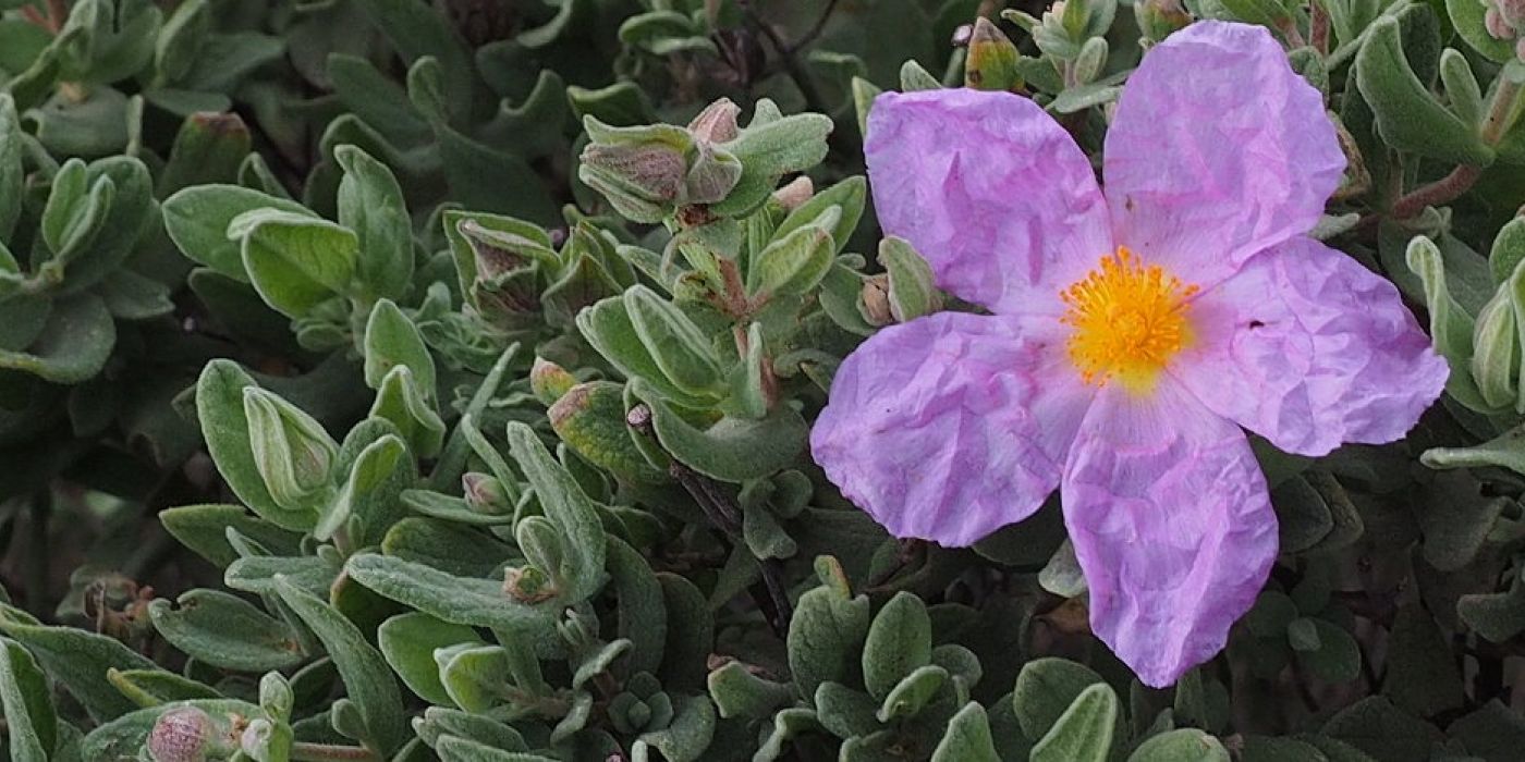 Corona-Virus: die Zistrose (Cistus incanus) könnte helfen